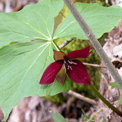 Purple Trillium